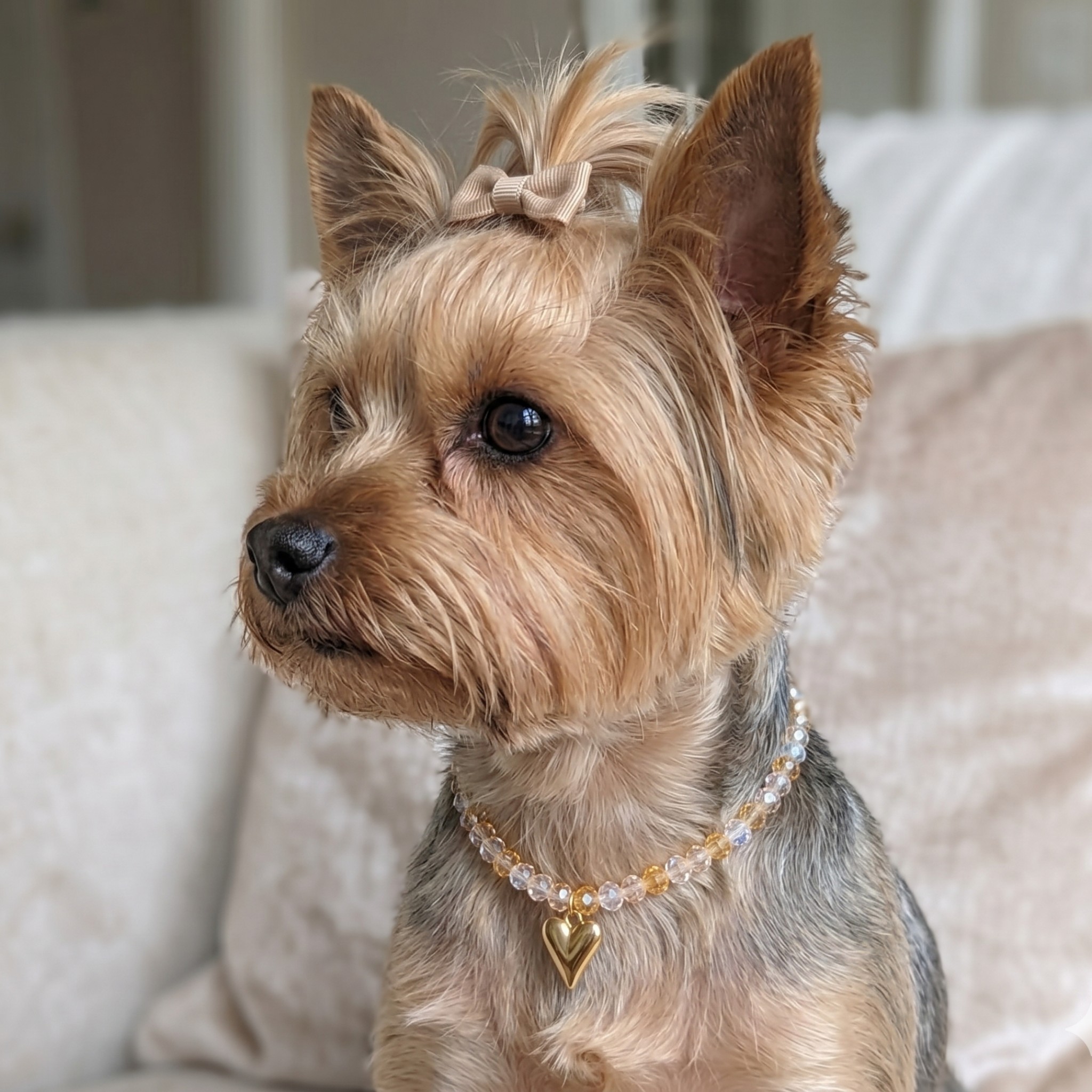 Collana per cani per Cani "Golden Heart" con Perline Champagne e Cuore Dorato